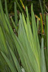 Weak-leaf yucca